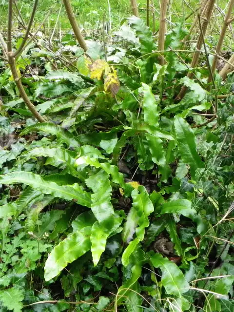 Harts-tongue Fern, Littlebredy